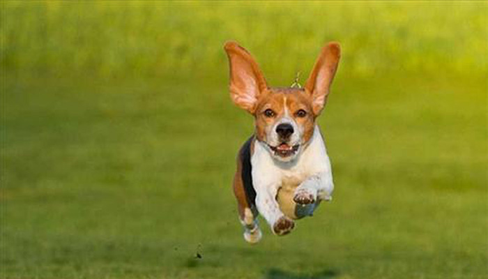 Game bài đổi thưởng eedir.com